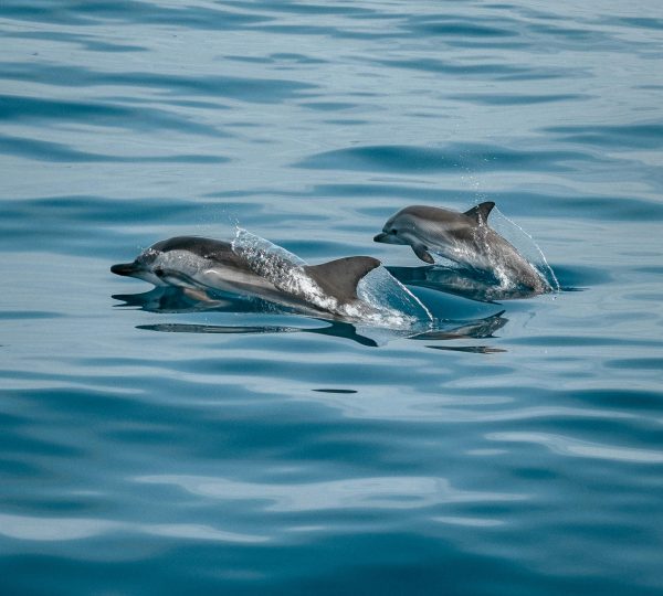 Dolphin watching in the Strait of Gibraltar from a private yacht. Enjoy your luxury Sailing in Tangier.